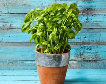 Genovese Basil Herb Seeds | 200+ Heirloom, Organic, Non-GMO, Open Pollinated