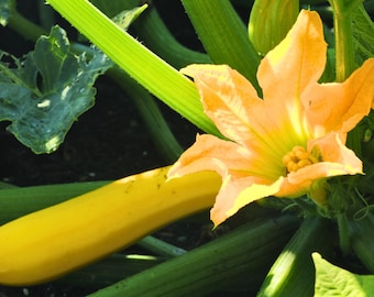 Yellow Squash, Early Prolific Straightneck Heirloom Zucchini Seeds