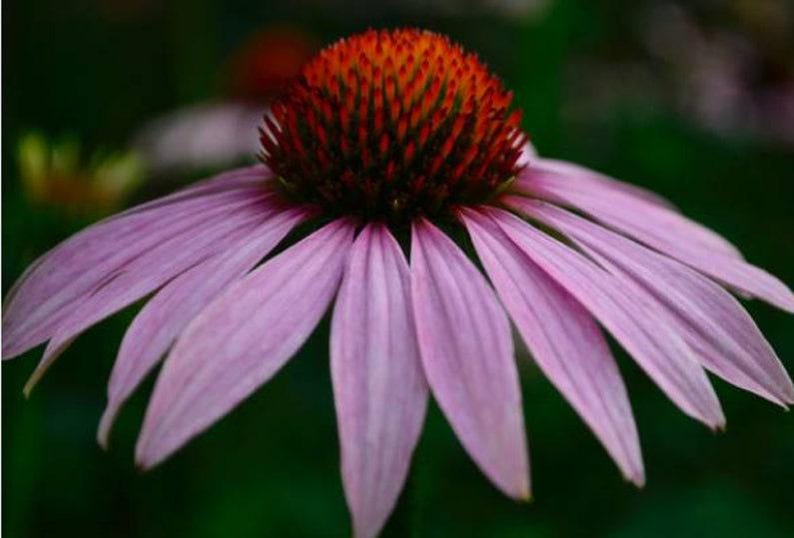 Heirloom Echinacea Purple Coneflower Seeds afbeelding 2