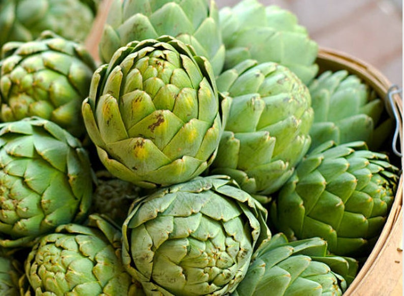 Heirloom Artichoke Green Globe Vegetable Garden Seeds Organic Etsy