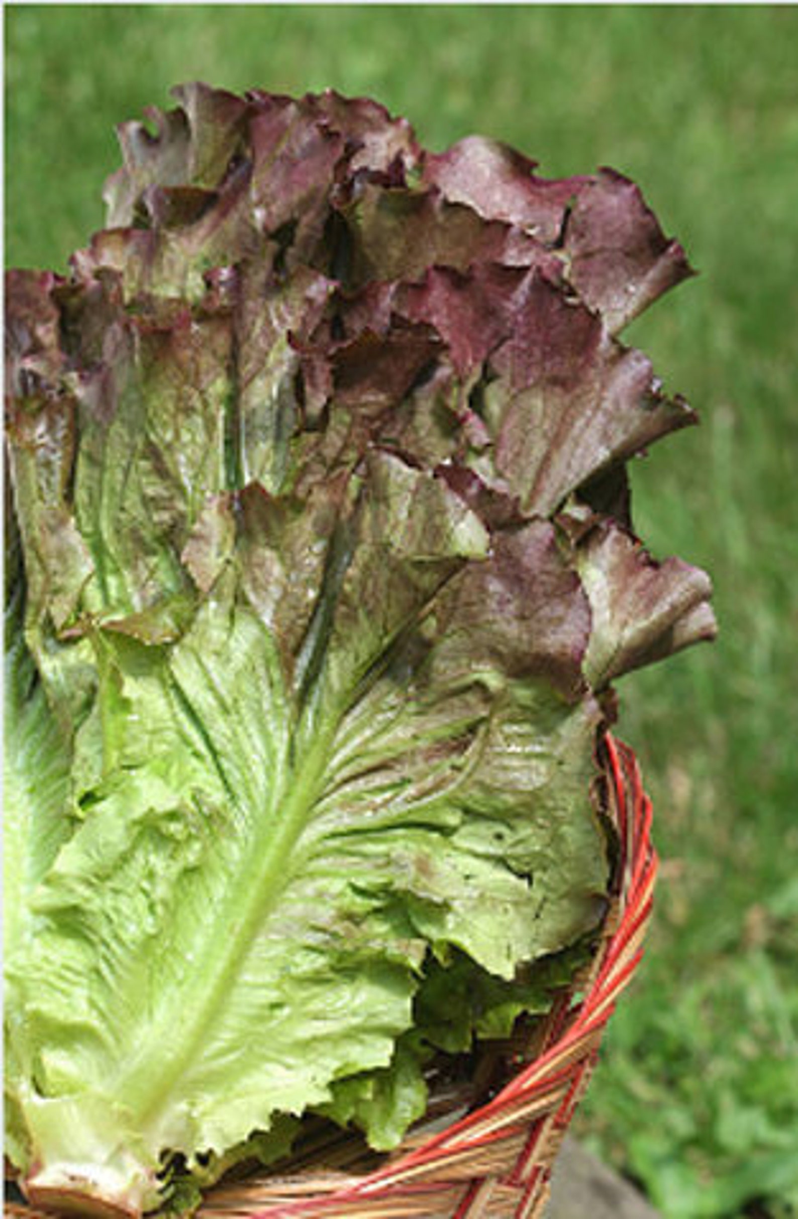 Heirloom Ruby Red Lettuce Seeds Vegetable Garden Organic Seed Etsy