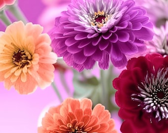 Dwarf Lilliput Zinnia Seed | 100+ Seeds, Colorful & Compact Heirloom Cut Flowers