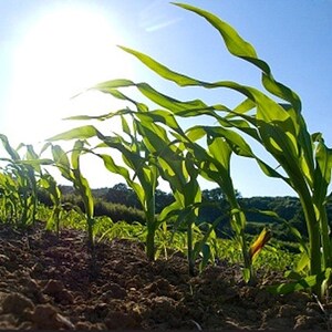 Country Gentleman Heirloom Sweet Corn Seeds Shoepeg, Organic, Open Pollinated, Non-GMO image 4