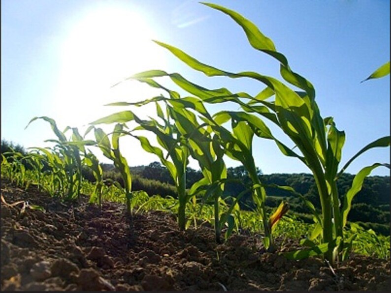 Country Gentleman Heirloom Sweet Corn Seeds Shoepeg, Organic, Open Pollinated, Non-GMO image 4