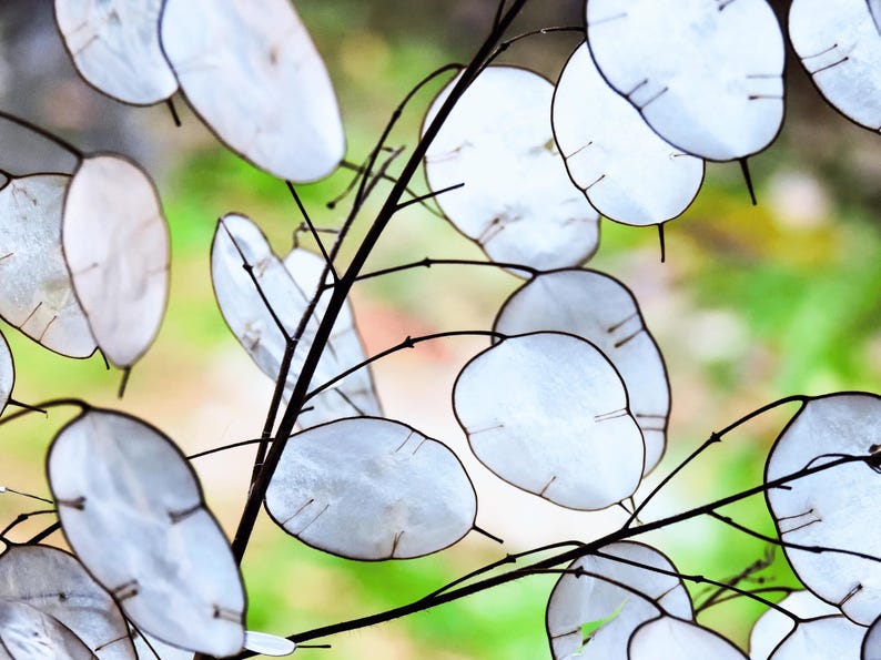Money Plant Flower Seeds: Heirloom Lunaria, Silver Dollar, Pollinator Garden image 1