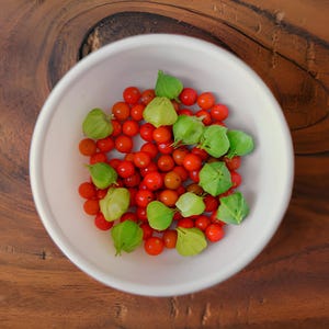 A white bowl filled with red Ashwagandha berries and green husks, including small red Ashwagandha berries and green leaves, sits on a wooden surface.