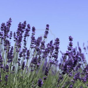 Heirloom Lavender Herb Flower Seed Garden Organic Non Gmo Vera English image 4
