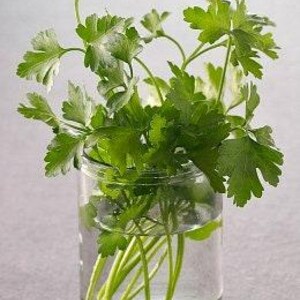 Slow Bolt Cilantro Seeds, Heirloom Herb (Non-GMO, Organic) image 6
