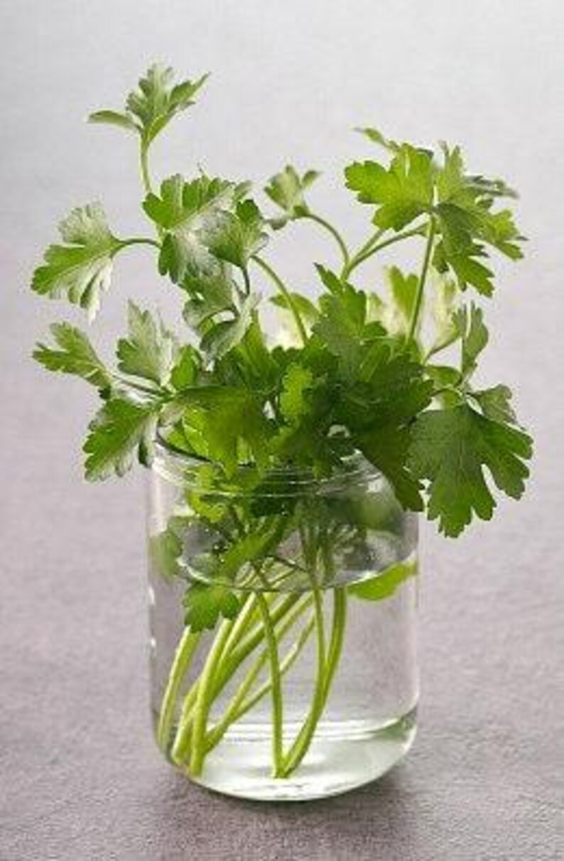 Slow Bolt Cilantro Seeds, Heirloom Herb (Non-GMO, Organic) image 6
