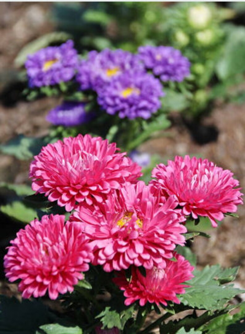 Heirloom Aster Powder Puff Mix Seeds Cut Flower Garden China Etsy