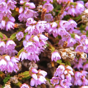 Creeping Thyme 300+ Seeds - Heirloom Herb, Culinary & Medicinal, Fragrant Ground Cover, Open Pollinated, Non-GMO image 8