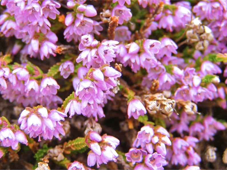 Creeping Thyme 300+ Seeds - Heirloom Herb, Culinary & Medicinal, Fragrant Ground Cover, Open Pollinated, Non-GMO image 8