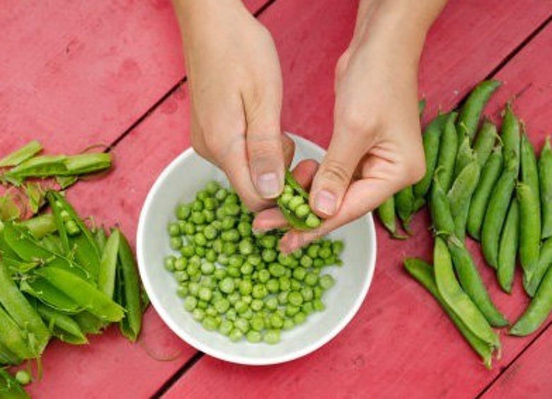 Heirloom Lincoln Shelling Peas Seeds Organic, Non-GMO image 5