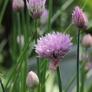 Heirloom Common Chives Seeds Container Friendly, Pretty Purple Flowers, Organic, Non-GMO image 1