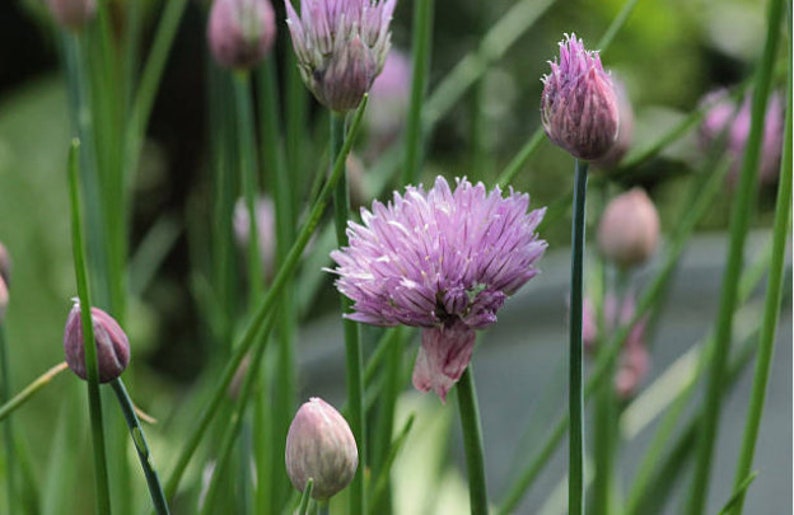 Heirloom Common Chives Seeds Container Friendly, Pretty Purple Flowers, Organic, Non-GMO image 1