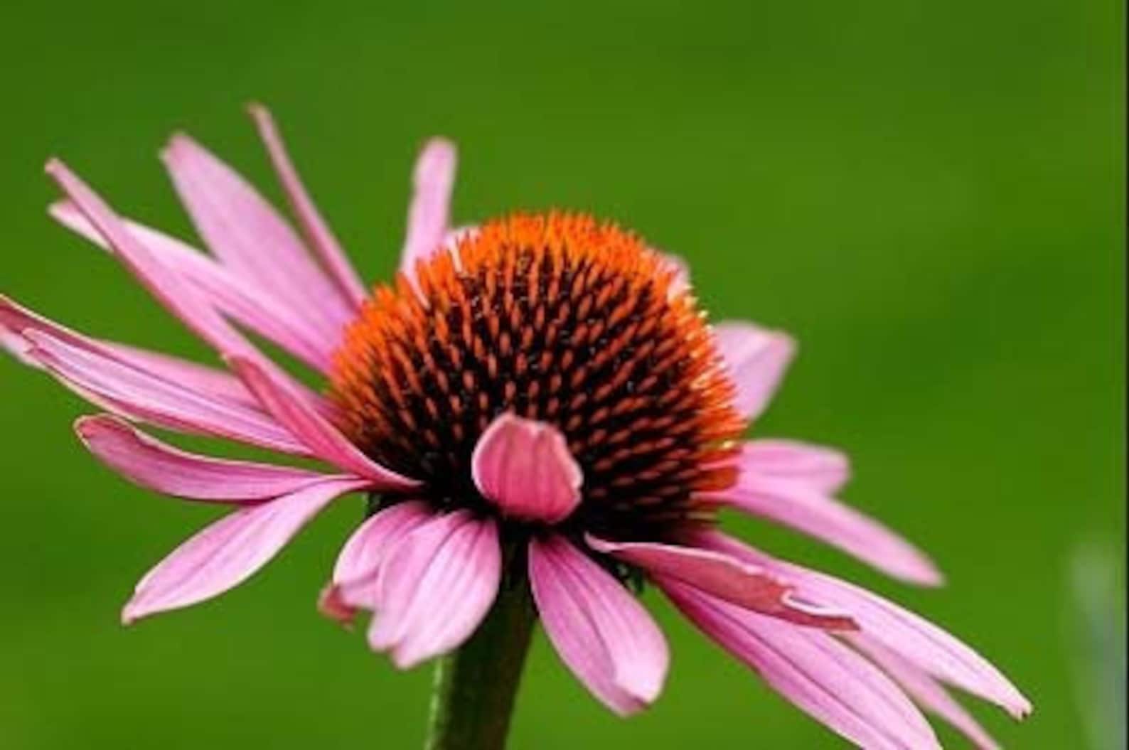 Echinacea purpurea Herb
