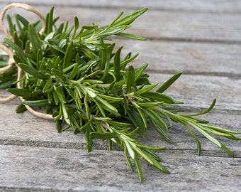 Rosemary Heirloom Herb Seeds - Organic, Non-Gmo, Container Friendly