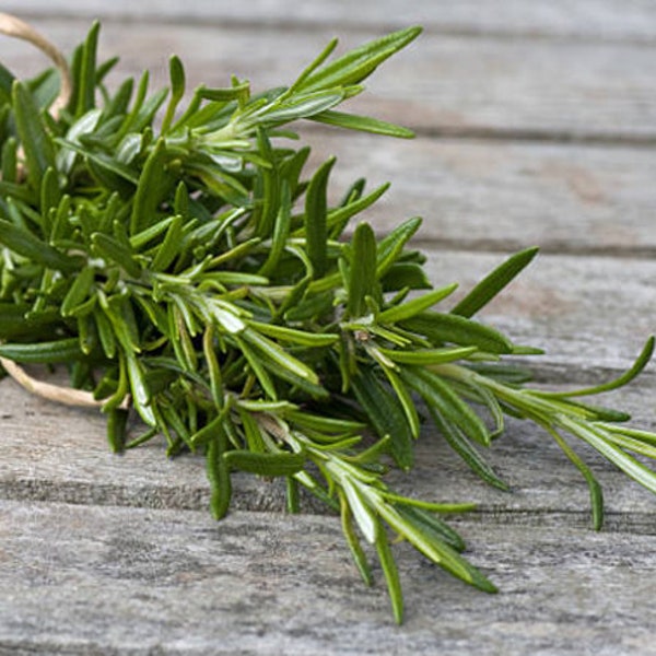 Rosemary Heirloom Herb Seeds - Organic, Non-Gmo, Container Friendly