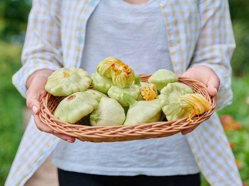 NimbleNitecap Patty Pan Summer Squash Seeds - Thumbnail 2