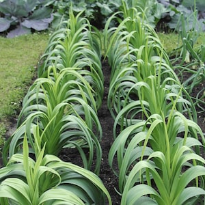 Heirloom Leek Giant Musselburg Seeds - Organic, Non-GMO