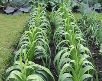 Heirloom Leek Giant Musselburg Seeds - Organic, Non-GMO