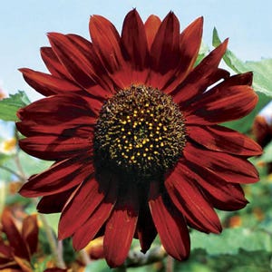 Velvet Queen Heirloom Sunflower Seeds