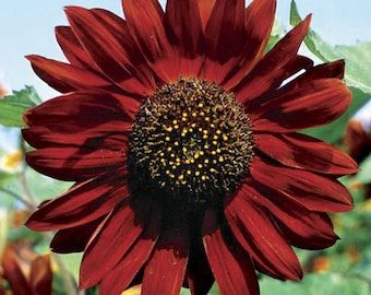 Velvet Queen Heirloom Sunflower Seeds