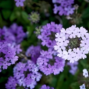 Vervain, Purpletop Brazilian Verbena Heirloom Flower Seeds