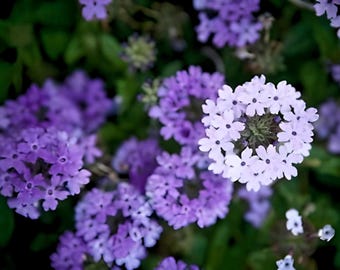 Vervain, Purpletop Brazilian Verbena Heirloom Flower Seeds