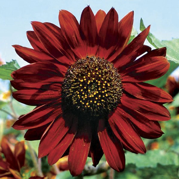 Heirloom Velvet Queen Sunflower Seeds