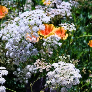 Anise Heirloom Herb Seeds