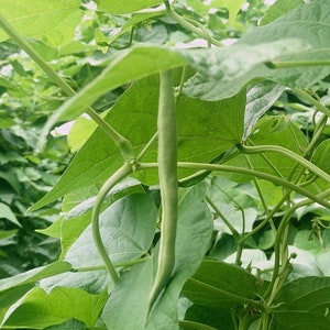 a close up of a plant with many leaves