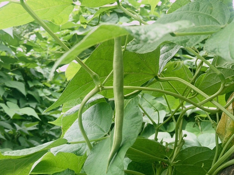 a close up of a plant with many leaves