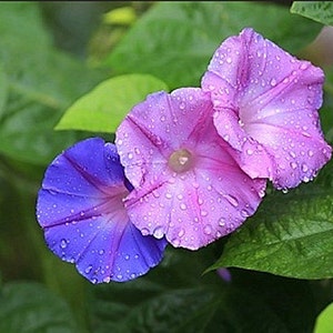 Heirloom Morning Glory Mixed Colors Flower Seed Organic Garden Non Gmo image 1