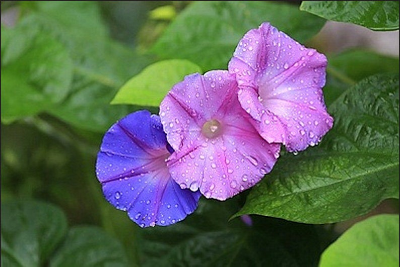 Heirloom Morning Glory Mixed Colors Flower Seed Organic Garden Non Gmo image 1