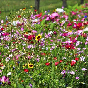 Izzie's Cut Flower Blend Heirloom Wildflower Seeds, Perennial & Annual Pollinator Mix image 5
