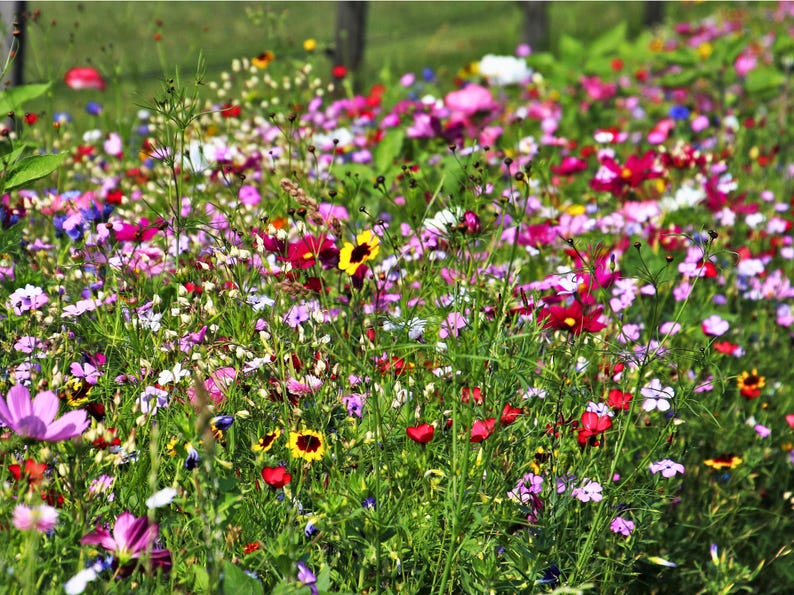 Izzie's Cut Flower Blend Heirloom Wildflower Seeds, Perennial & Annual Pollinator Mix image 5