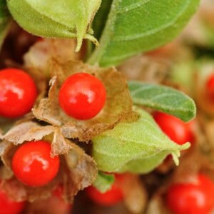 A close-up image of red Ashwagandha berries growing on a plant with green leaves.