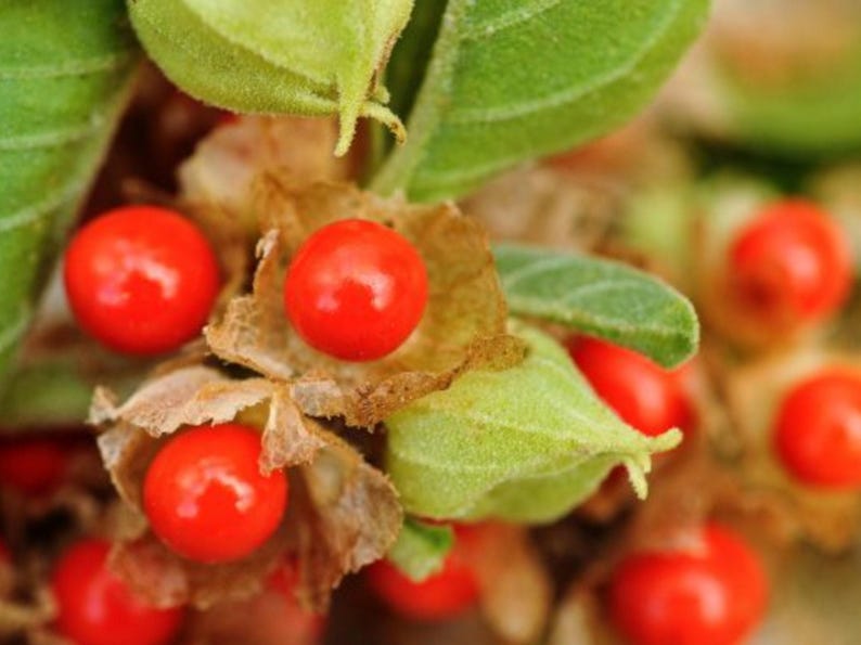A close-up image of red Ashwagandha berries growing on a plant with green leaves.