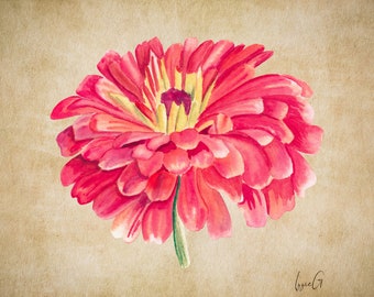 Zinnia, Luminosa - 100+ Seeds, Heirloom Flower, Butterfly Garden, Salmon Pink Cut Flowers, Open Pollinated, Non-GMO