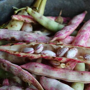 Heirloom French Horticultural Half Runner Bean Seeds - Organic, Non-GMO Bild 3