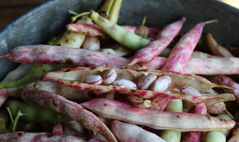 Heirloom French Horticultural Half Runner Bean Seeds - Organic, Non-GMO Bild 3