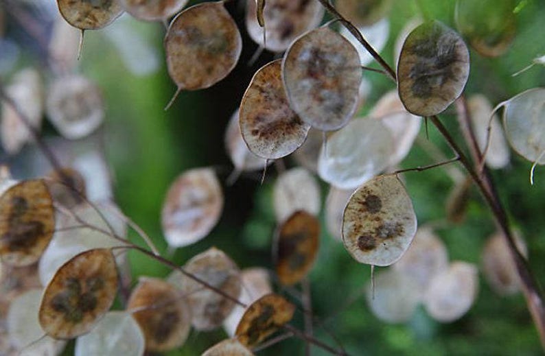 Honesty Plant Seeds: Silver Dollar, Purple Flowers, Heirloom Lunaria image 5
