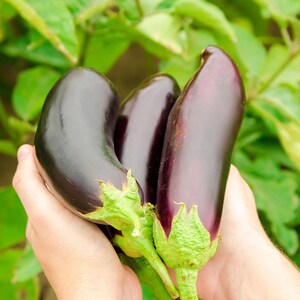 Fingerling Mix Eggplant Heirloom Seeds - Good for Containers, Patio & Balcony, Organic, Non-GMO image 5