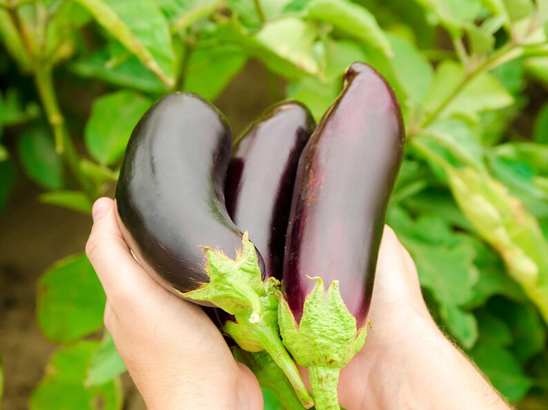 Fingerling Mix Eggplant Heirloom Seeds - Good for Containers, Patio & Balcony, Organic, Non-GMO image 5