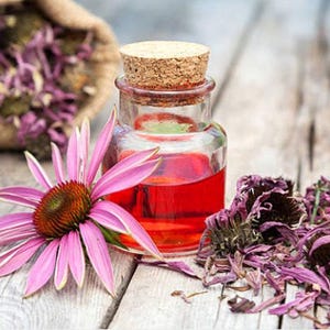 Heirloom Echinacea Purple Coneflower Seeds afbeelding 7