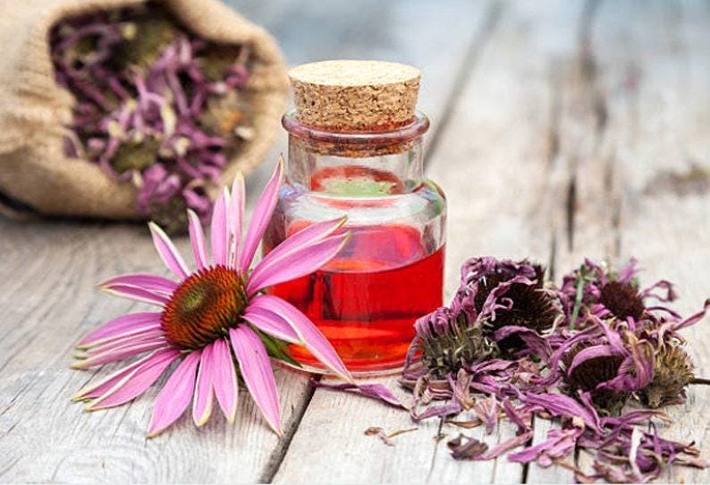 Heirloom Echinacea Purple Coneflower Seeds afbeelding 7