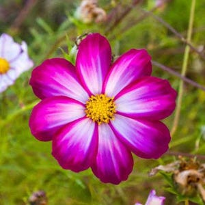 Picotee Cosmos Heirloom Flower Seeds image 2
