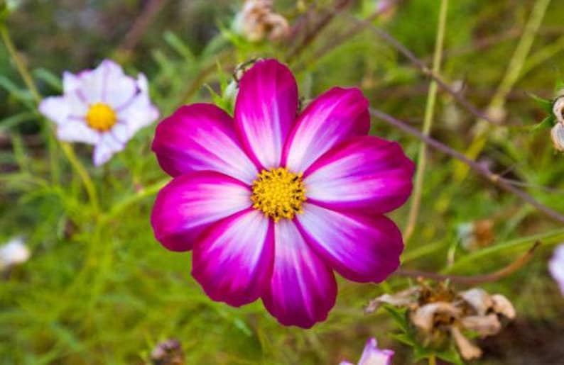 Picotee Cosmos Heirloom Flower Seeds image 2