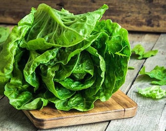 Parris Island Cos Romaine Heirloom Lettuce Seeds - Organic, Non-GMO